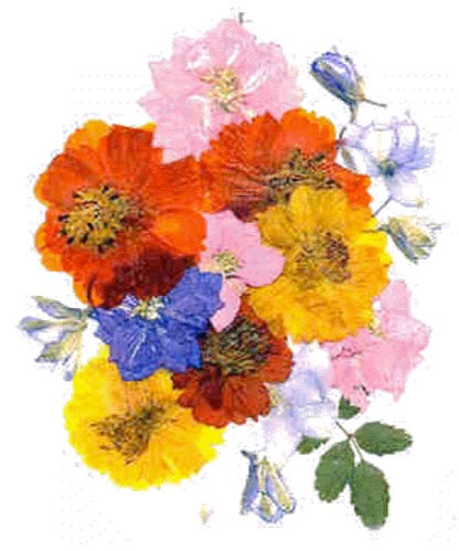 The Secrets of Flower Pressing
