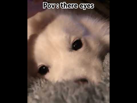 cute innocent dog eyes ..#jugraafiya #trending #shorts #viral #reel #cutedog #innocent