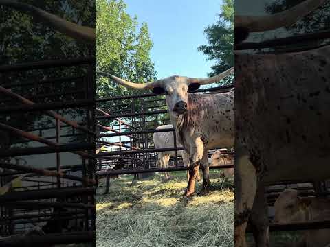 2026 Top Hand Longhorn Sale